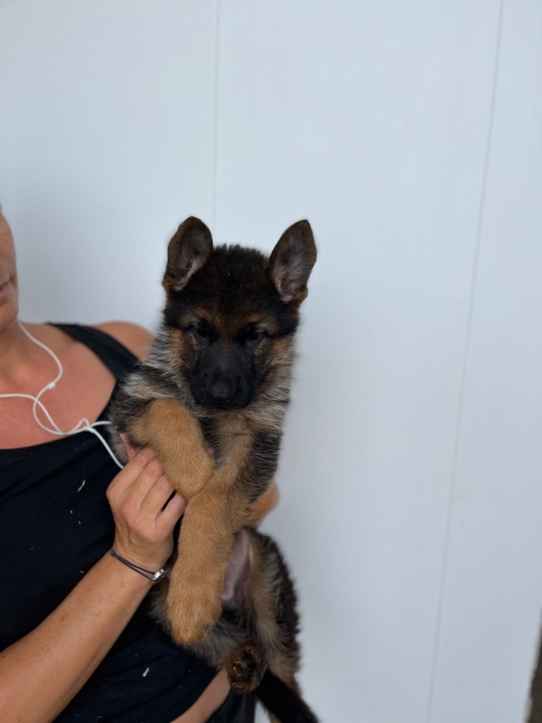 Roccapina - Chiot disponible  - Berger Allemand