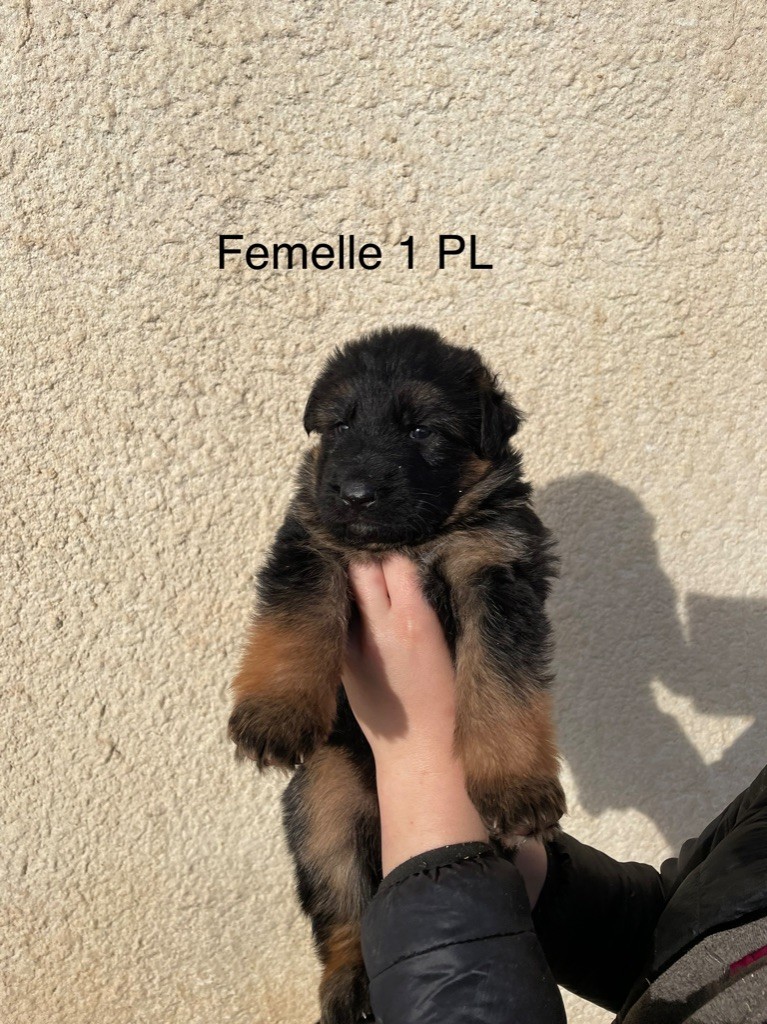 Accueil Elevage Roccapina Eleveur De Chiens Berger Allemand