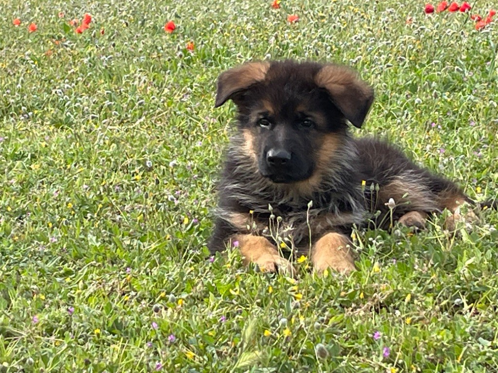 chiot Berger Allemand Roccapina