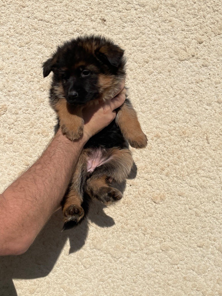 Roccapina - Chiot disponible  - Berger Allemand