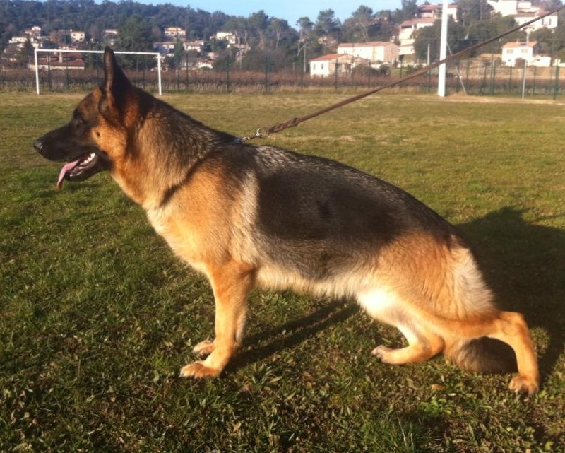 Roccapina Garrincha