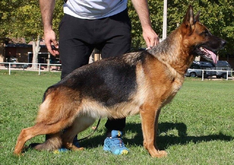 Roccapina Gina
