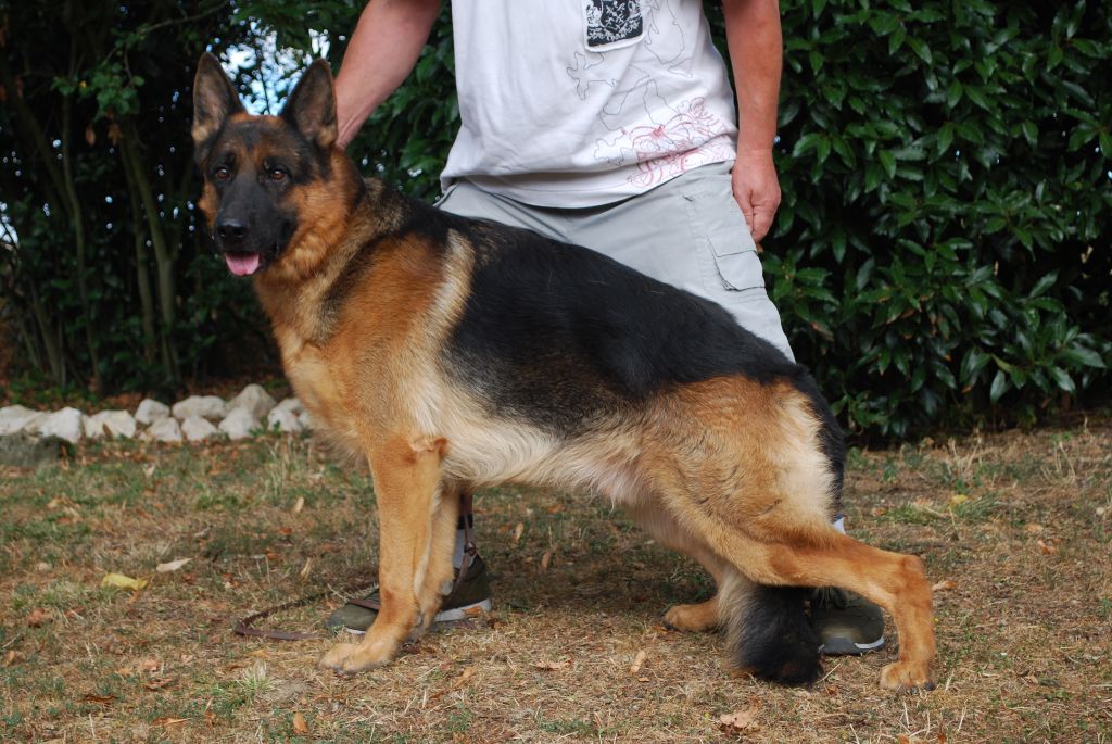 Roccapina Lorik cana