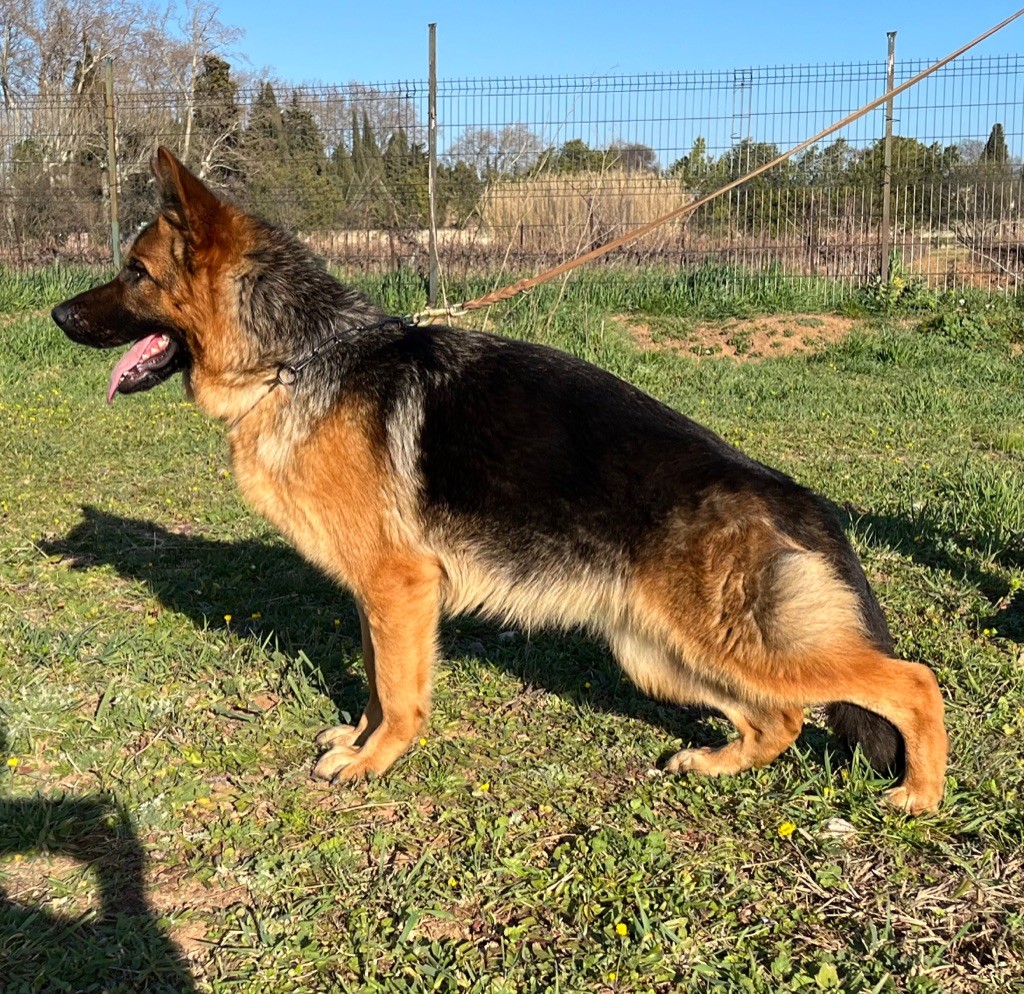Roccapina Samba