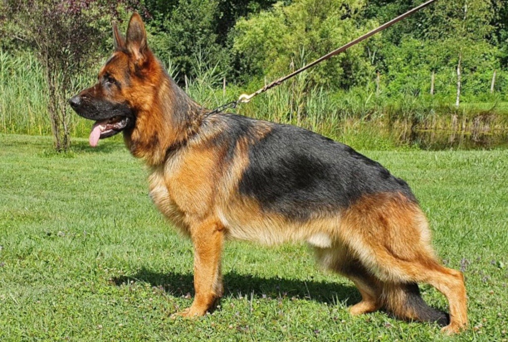 Roccapina Spartacus