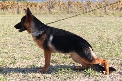 Roccapina - Roccapina Gina