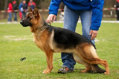 Roccapina - Les chiots sont là !!!