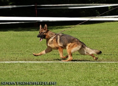 Roccapina - Fauve en Allemagne le 27 Juin