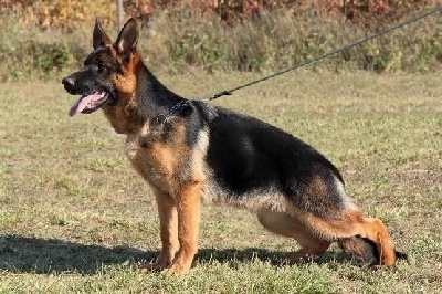 Roccapina - Roccapina Garincha