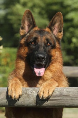 Roccapina - Saillie