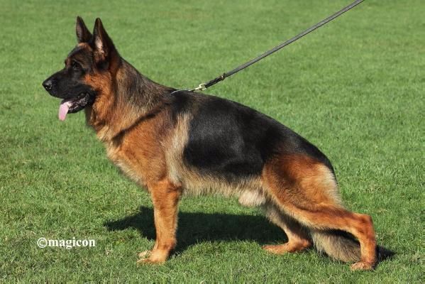 Roccapina - Chiot pour expos