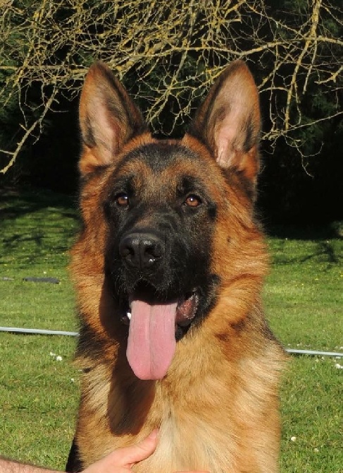 Roccapina - Disponible pour Saillie