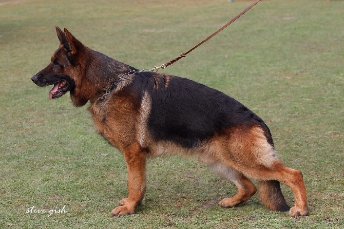 Roccapina - Les chiots sont arrivés