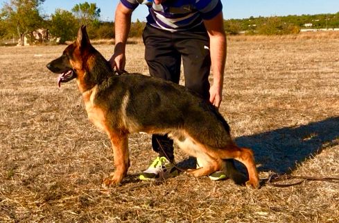 Roccapina - Chien en vente