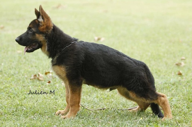Roccapina - Chiot pour expos