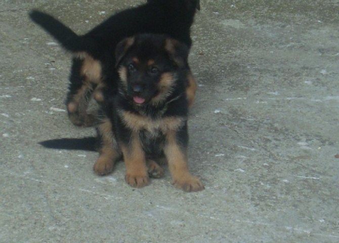 Roccapina - Chiot Femelle pour expos disponible