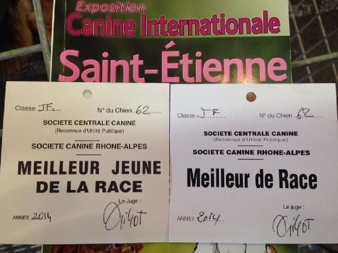 Roccapina - Meilleur De Race St Etienne
