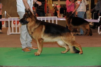 Roccapina - Roccapina Farouk