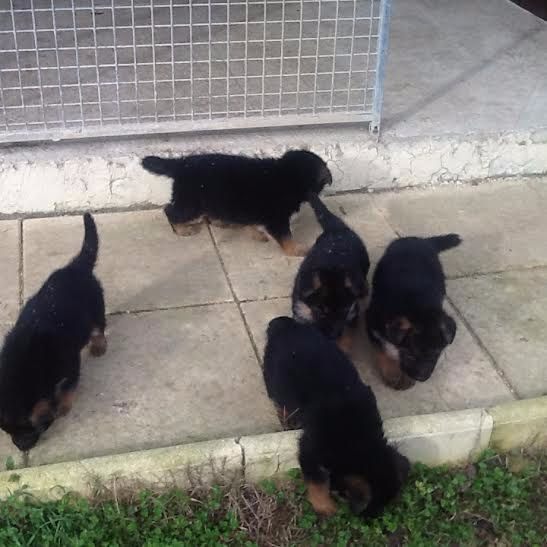 Roccapina - Chiot 5 semaines