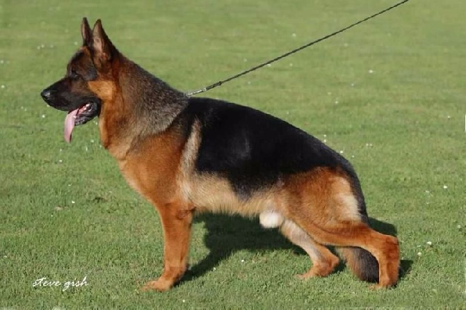 Roccapina - Garrincha Gestante d'Optimus vom Pendler