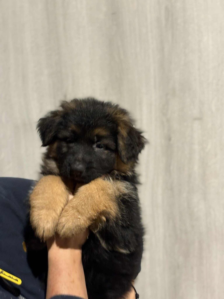 Roccapina - Chiots disponibles - Berger Allemand